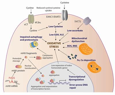 Impaired Redox Signaling in Huntington’s Disease: Therapeutic Implications